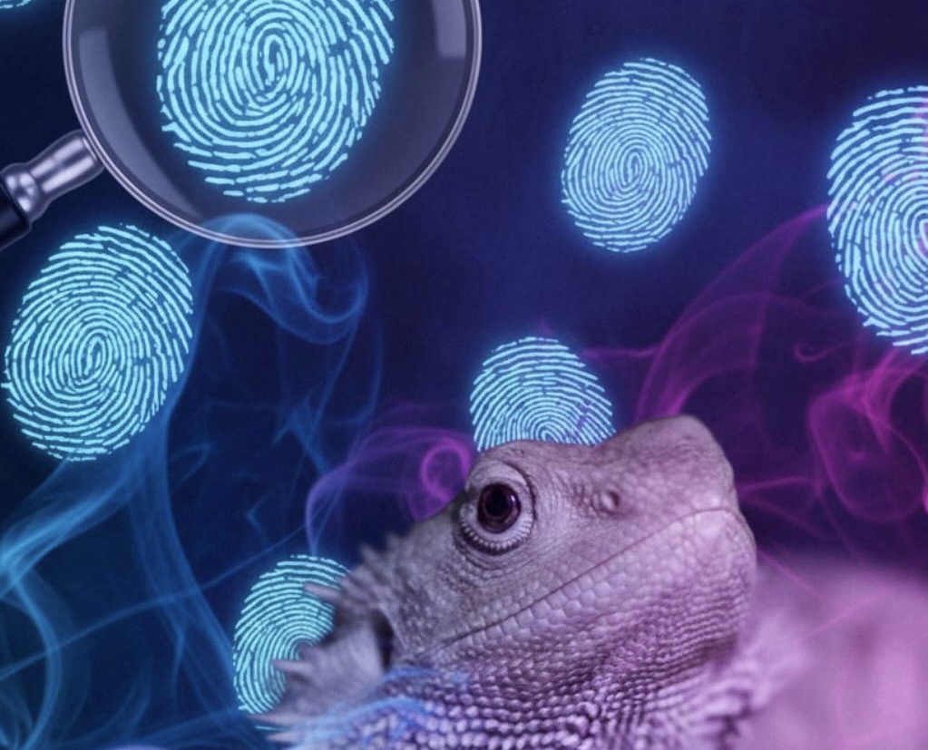 Моя ящерица, бородатая агама Рафаэлка позирует за гусеничку 