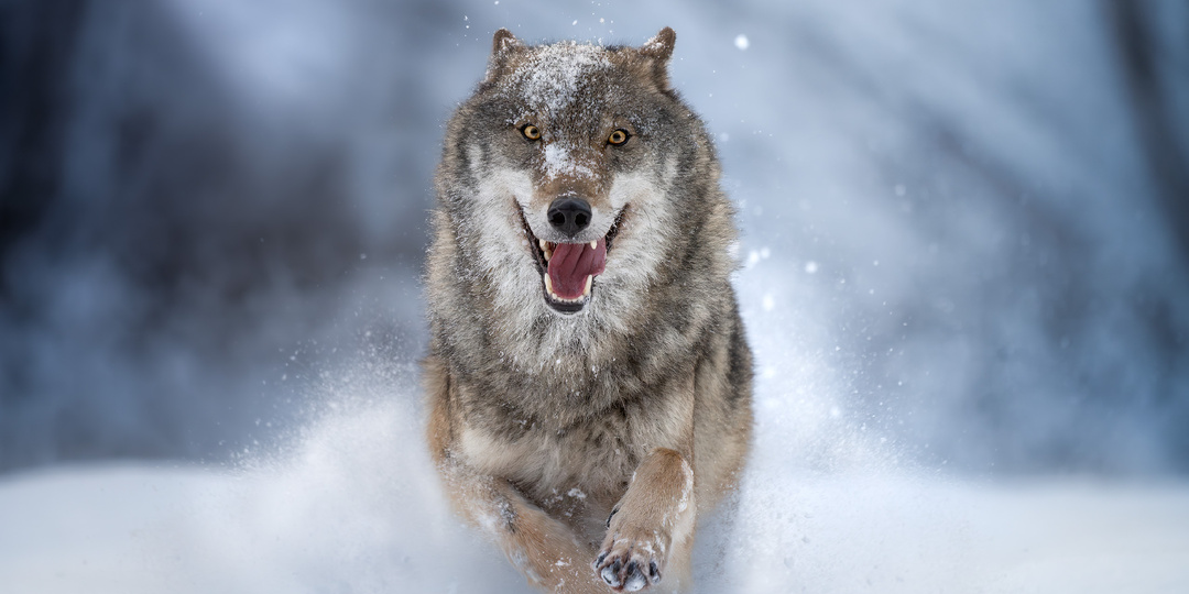 Забытое королевство хрустально-снежной зимы. Фотографии природы и животных - поездка в Беларусь. (часть 1)