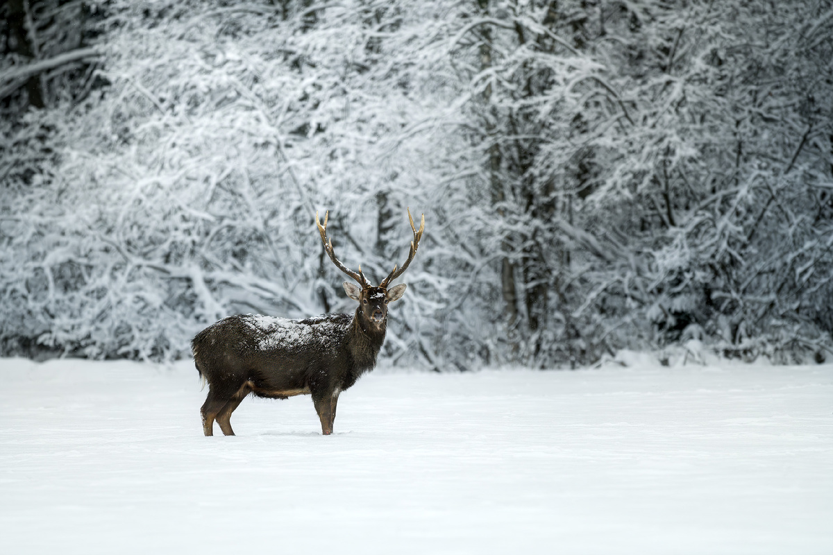 Забытое королевство хрустально-снежной зимы (Пятнистый олень)