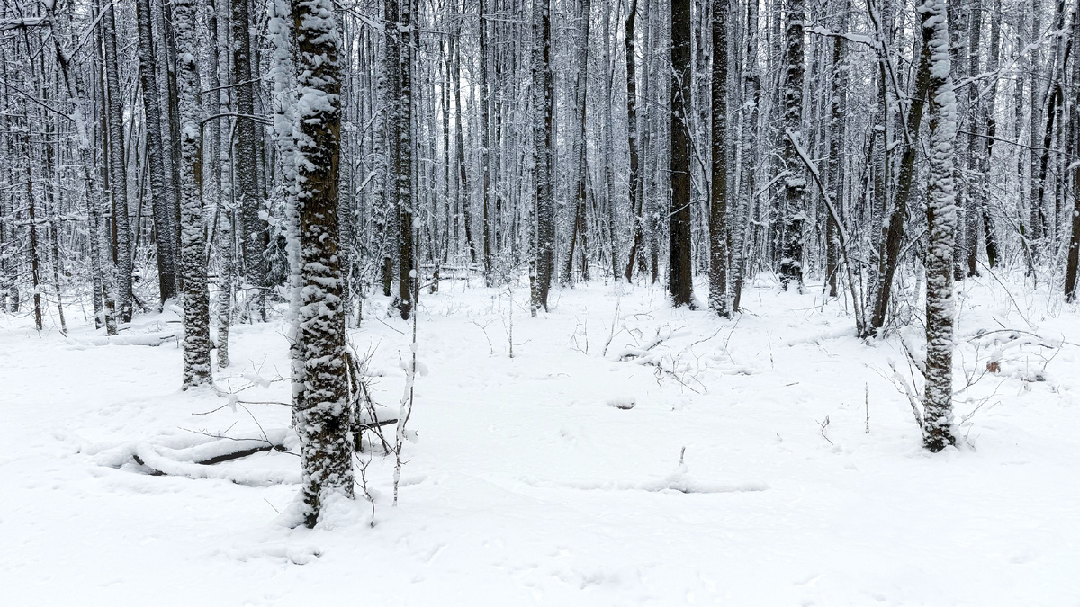 Ольховый лес в низине у реки