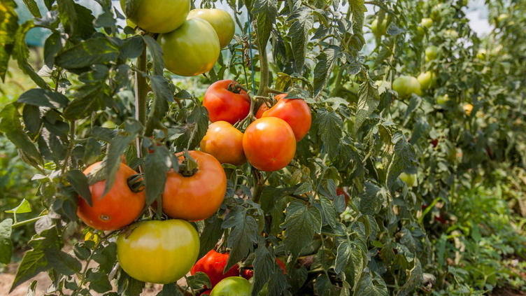 Веду помидоры по схеме и собираю до октября. 4 ошибки оставляют без урожая