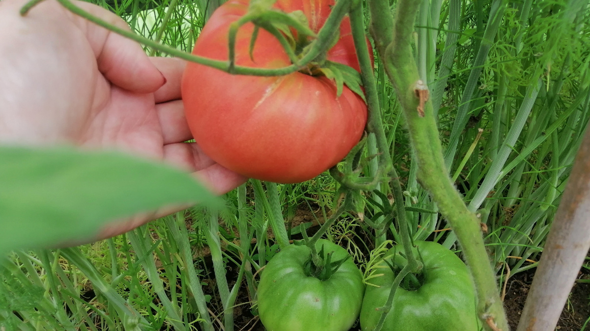 Результат - томаты по 200-250 грамм