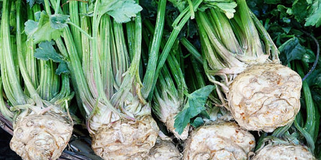 Выращивание корневого сельдерея — занятие, требующее терпения и внимания