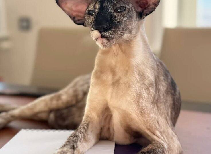 Зачем питомнику сайт, если есть соцсети?