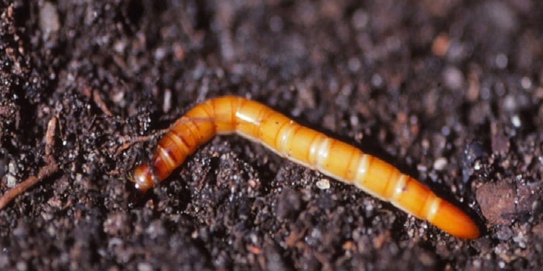 Как прогнать проволочника с грядки навсегда: проверенные методы борьбы без химии