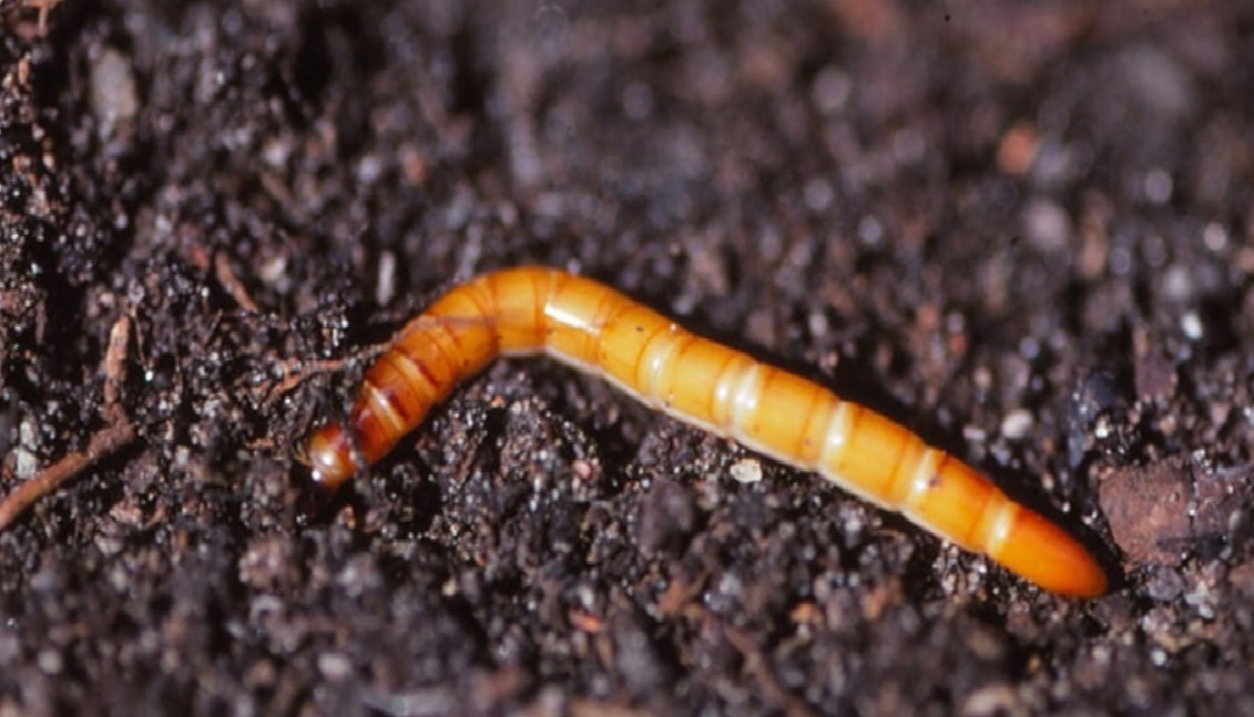 Как прогнать проволочника с грядки навсегда: проверенные методы борьбы без химии