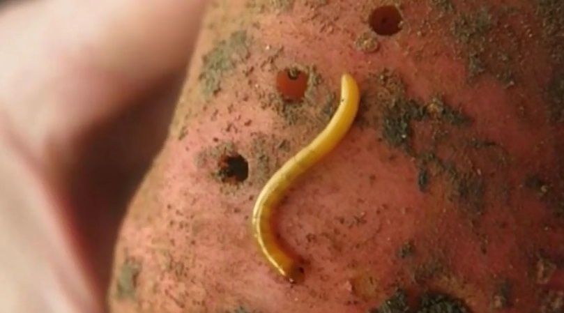 Личинка жука-щелкуна. Как прогнать проволочника с грядки навсегда: проверенные методы борьбы без химии