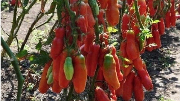 Одна кисть - почти килограмм плодов, вот за что ценю этот сорт