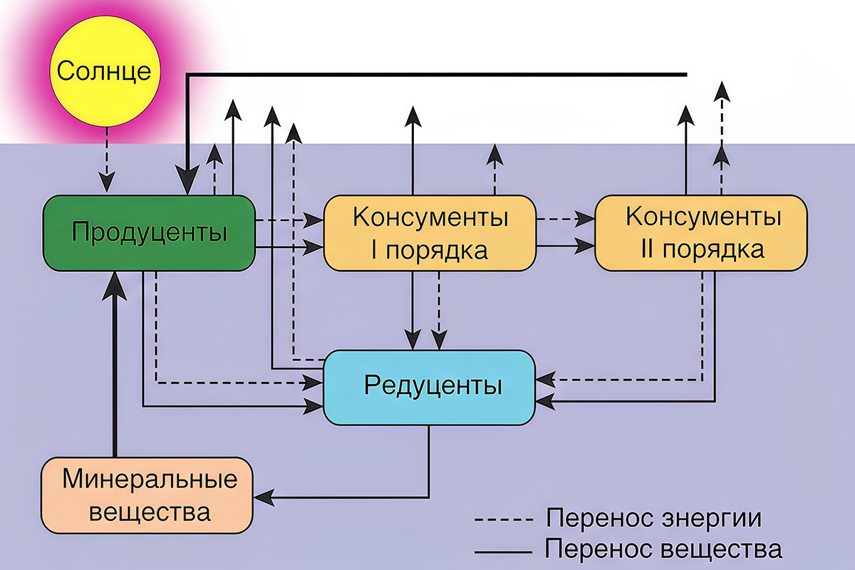 РБК Life📷В пищевой цепи есть несколько звеньев, но, как правило, не более пяти