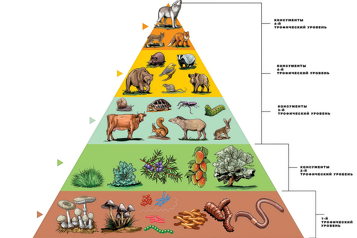 CLOUD-WALKER / Shutterstock / FOTODOM📷Трофическая цепь является частью трофических сетей