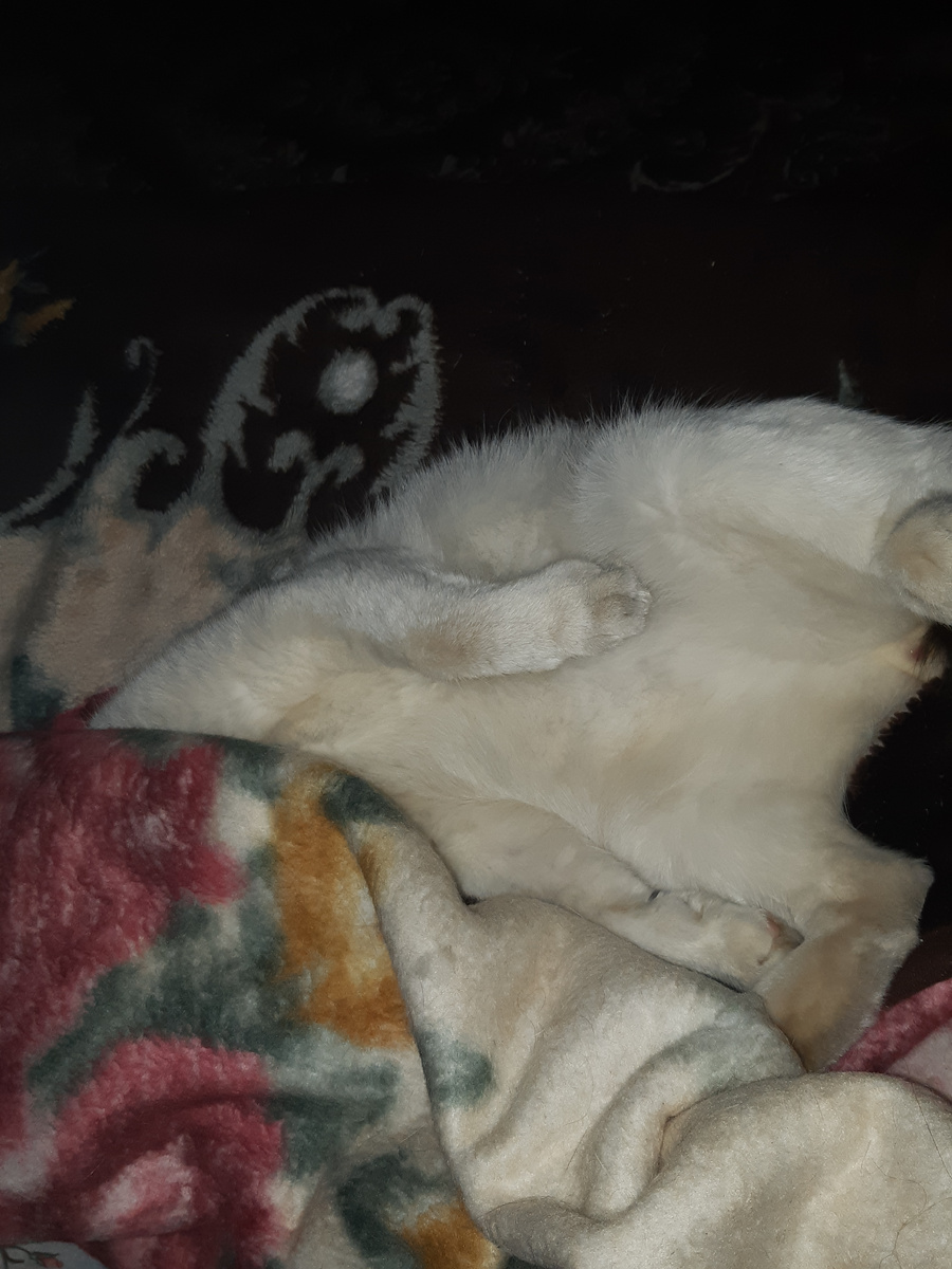 В объятиях Морфея-Котофея