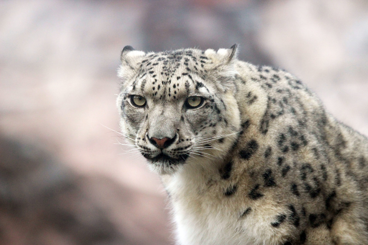 источник Яндекс