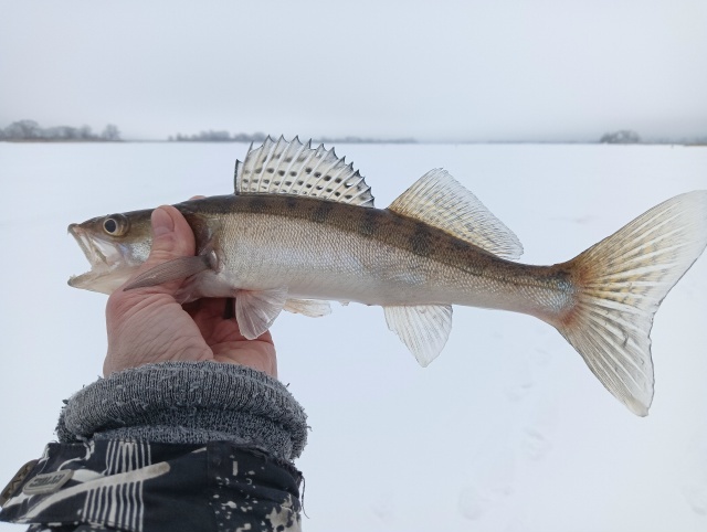 На отдельных водоемах Тверской области толщина льда достигла 30 см