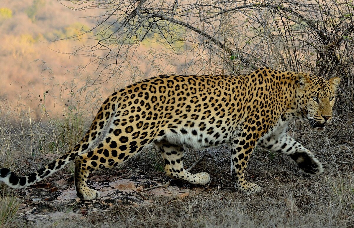 Фотография из интернета