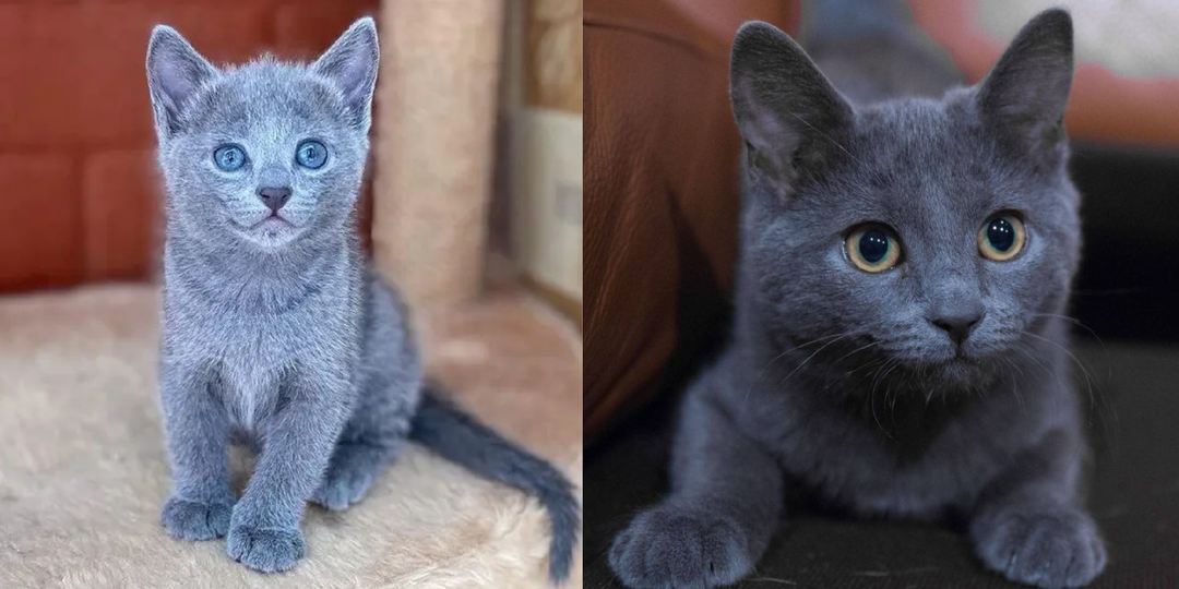 Изысканная и нежная порода: 10 интересных фактов про русского голубого кота