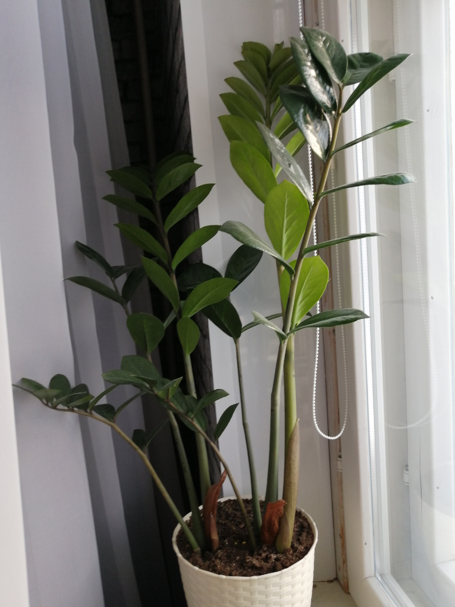 Мой замиокулькас. Январь 2026г 