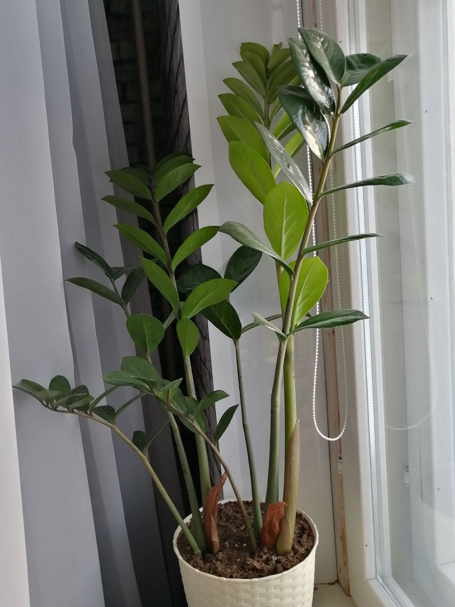 Новая веточка всё ещё распускает листочки (справа, наклонилась на откос) 