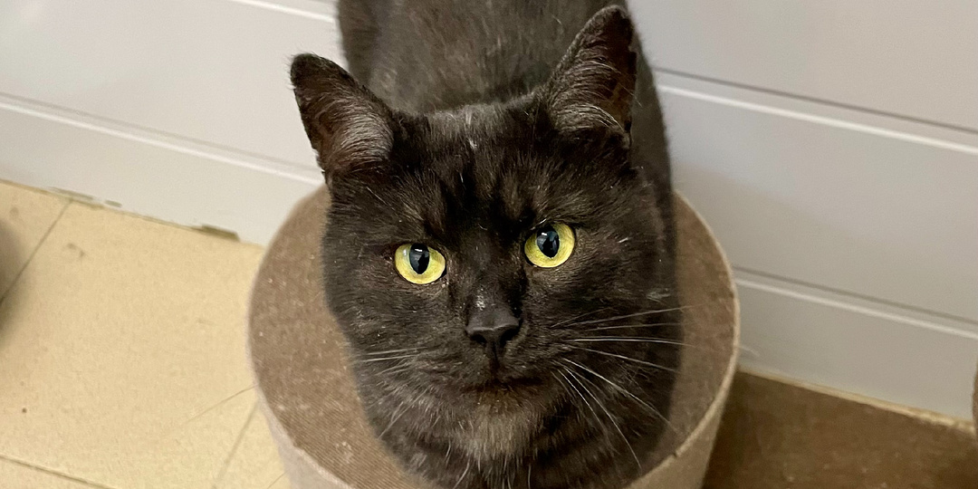 Краткое руководство по поведению и языку тела кошек. Часть 2: язык хвоста, ушей и глаз