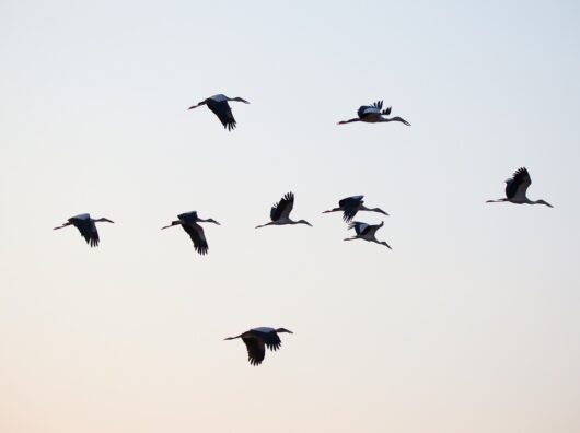    Миграция птиц// Фото с сайта https://pxhere.com/