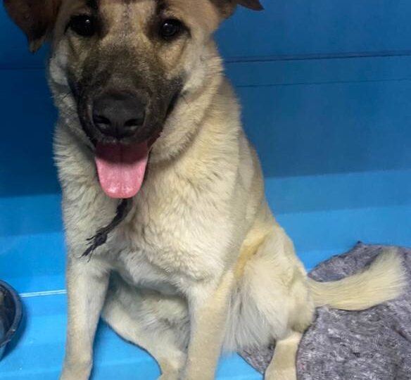 Капелька. Лабрадорушка. Завтра на улицу...