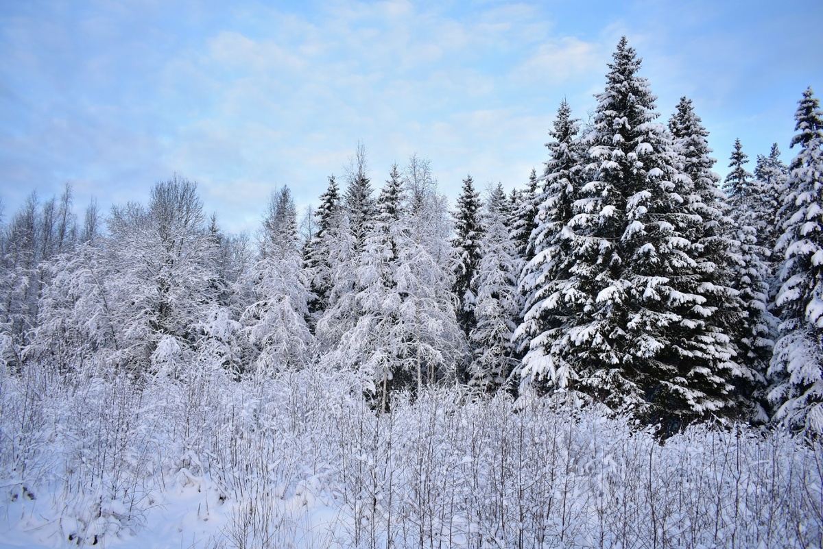    Фото: ГТРК Карелия