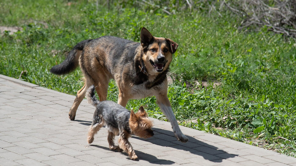 Фото: Олег Харсеев / Коммерсантъ