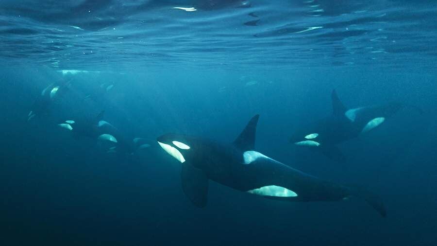    Фото: Global Look Press/Michael Weberberger