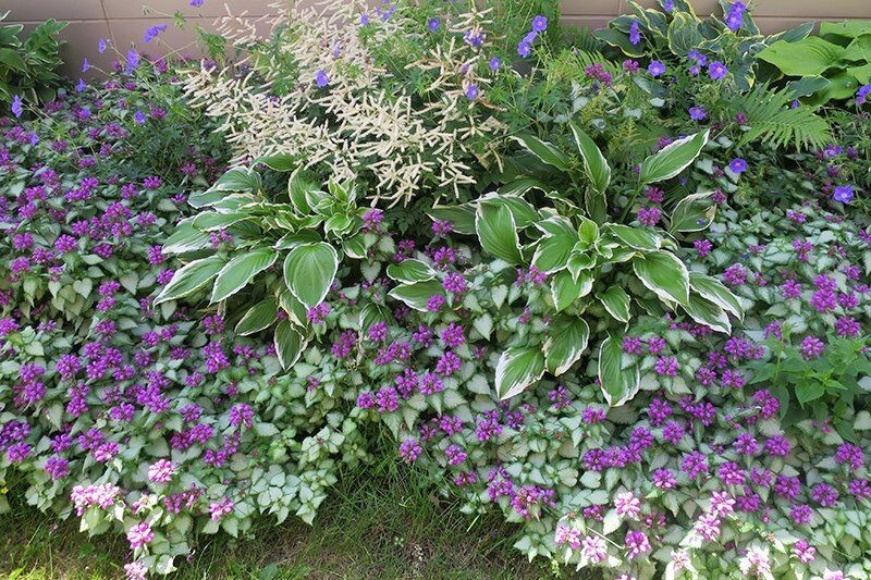 Яснотка крапчатая бурно бутонизирует даже при минимальном освещении.