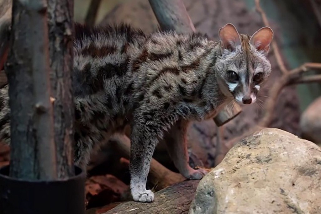    Фото © Скриншот видео / Московский зоопарк