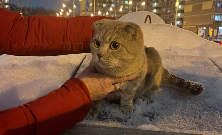 Породистого кота в переноске выбросили на мусорку в Воронеже