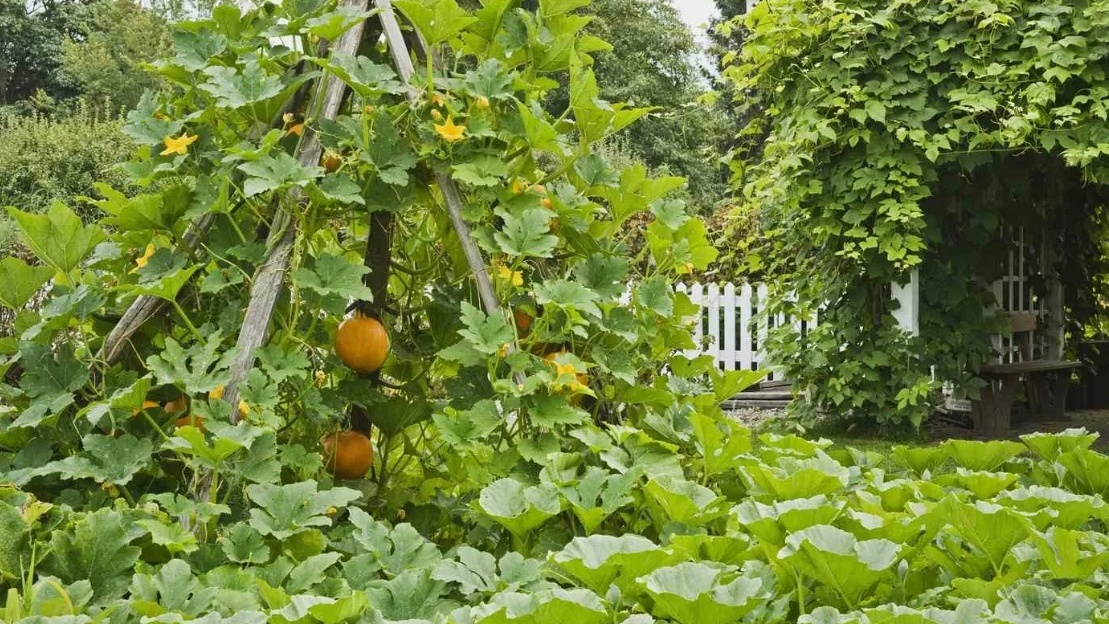 Плетистые сорта превращают малый участок в непроходимые заросли