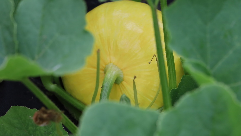Размещение у южного забора обеспечивает защиту от ветра и дополнительное тепло