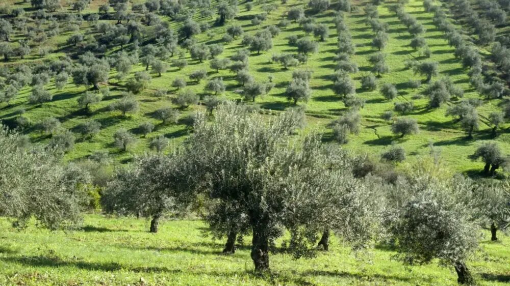Традиционный оливковый сад с классическим расстоянием между деревьями на зелёном склоне, пример устойчивой агрикультуры и биологии оливы