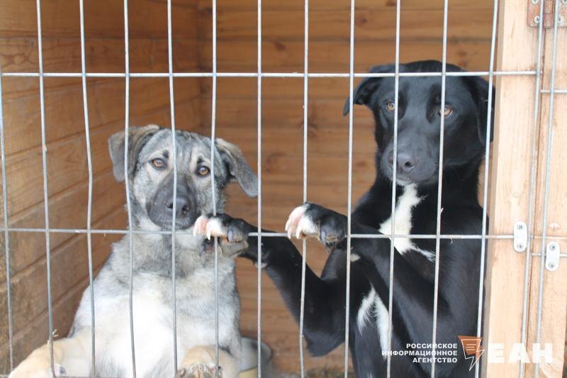    ЕАН. Бездомные собаки в приюте