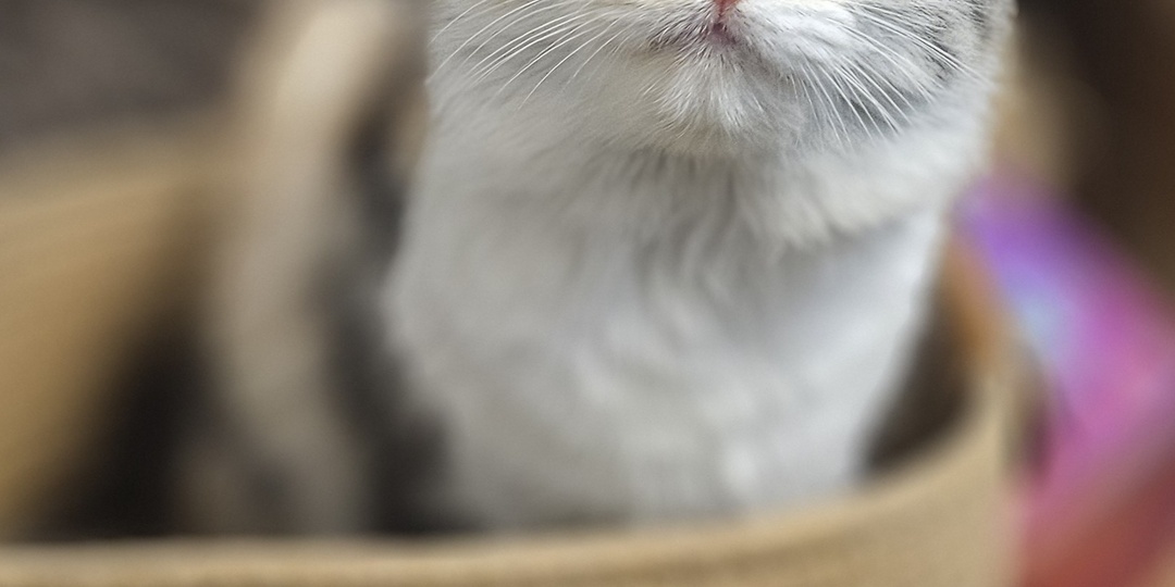 Сос! Помогите! Кошку спасти...