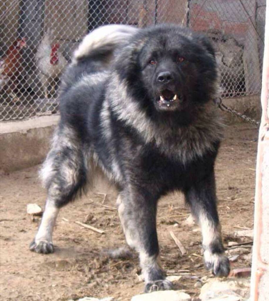 "В квартиру?! Ты что, бессмертный?"