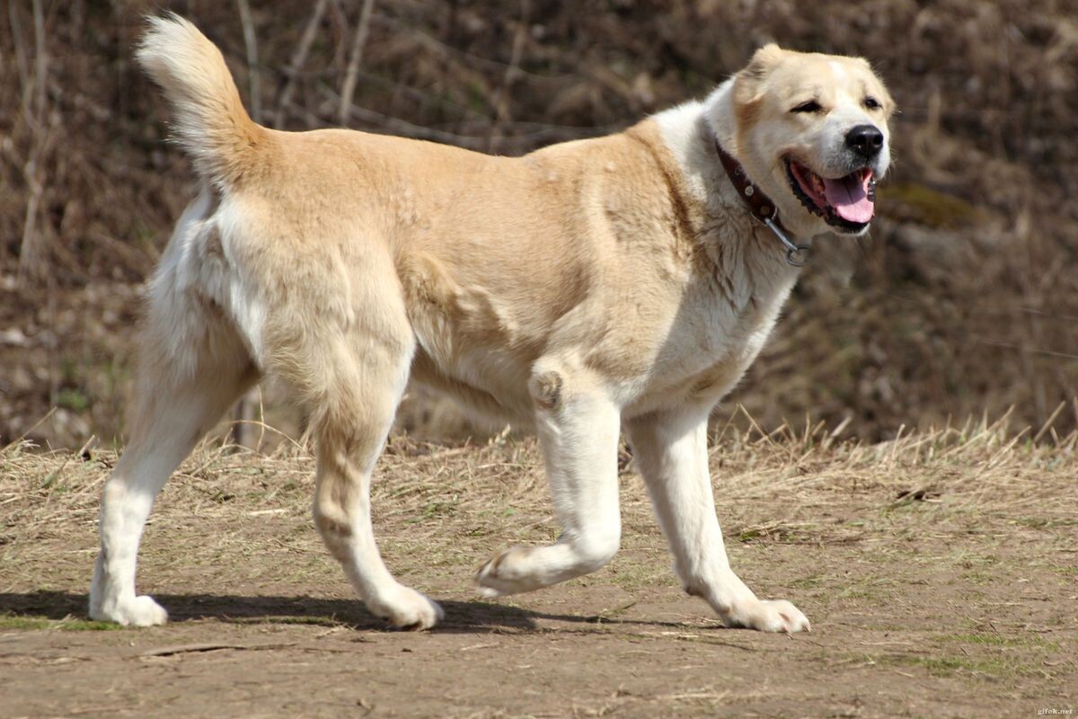 Те аборигены походили внешне на этого пса. Супертяжеловесов не продавали - чабанам жаль было терять такую "гуляй-башню", на вывоз шли отарные собаки ростом от 65 (суки) до 72 см в/х (кобели), с обхватом пясти  около 15 см,  весом около 50+ кг, бело-палевого окраса.