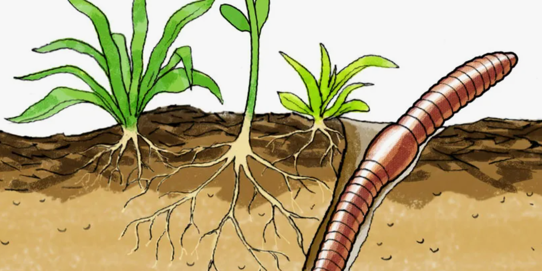 Как привлечь дождевых червей в сад и огород: простые и эффективные методы