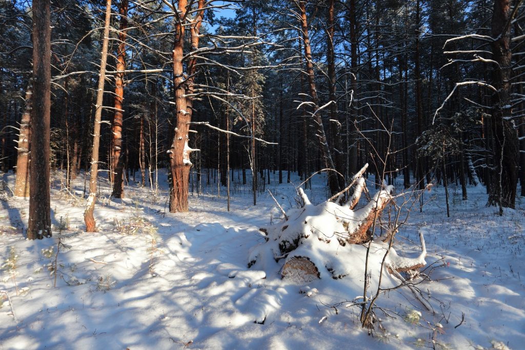 © Анатолий Матвейчук / Фотобанк Лори