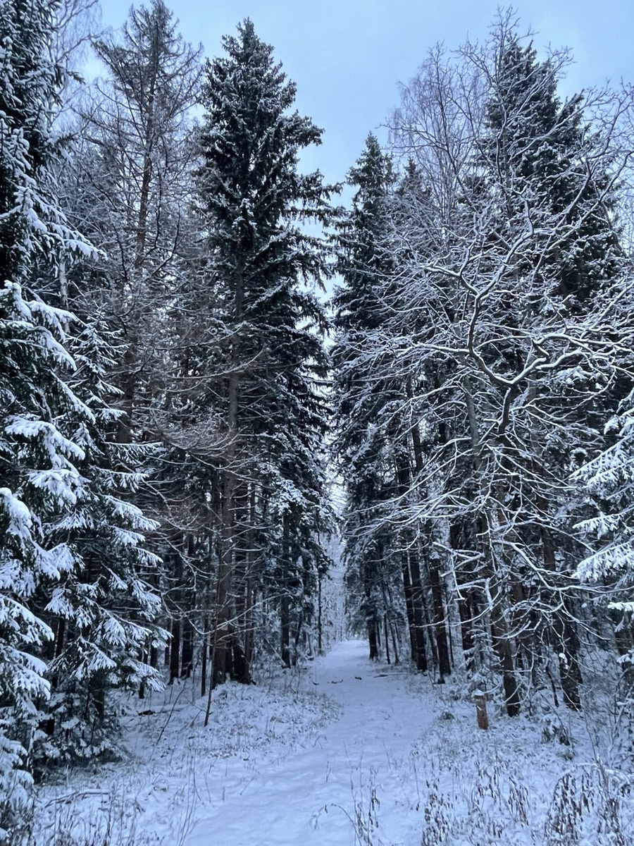 автор: Еремина Анастасия