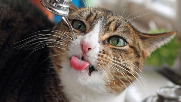    CC BY 2.0 / Teresa Boardman / Kitty Drinks