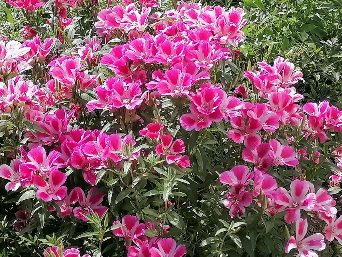 Годеция, опты №2, фото автора