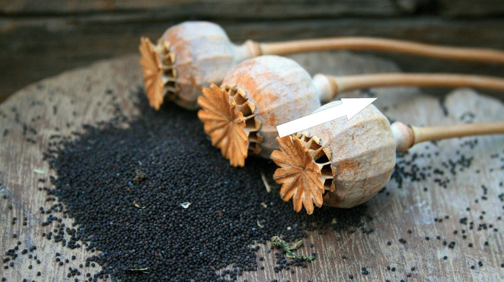    Мак в булочках живет тайной жизнью