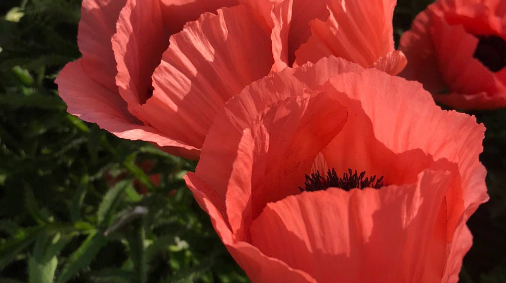    Мак в булочках живет тайной жизнью