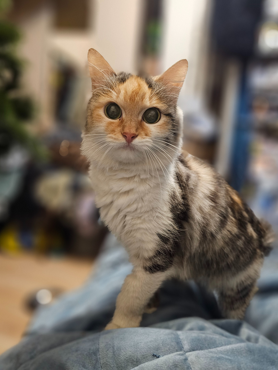 Фото автора. Фасолька.