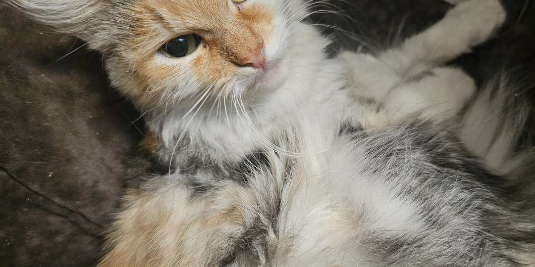 Кошку помогите спасти...