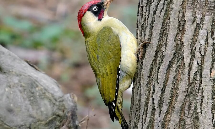 Зелёный дятел