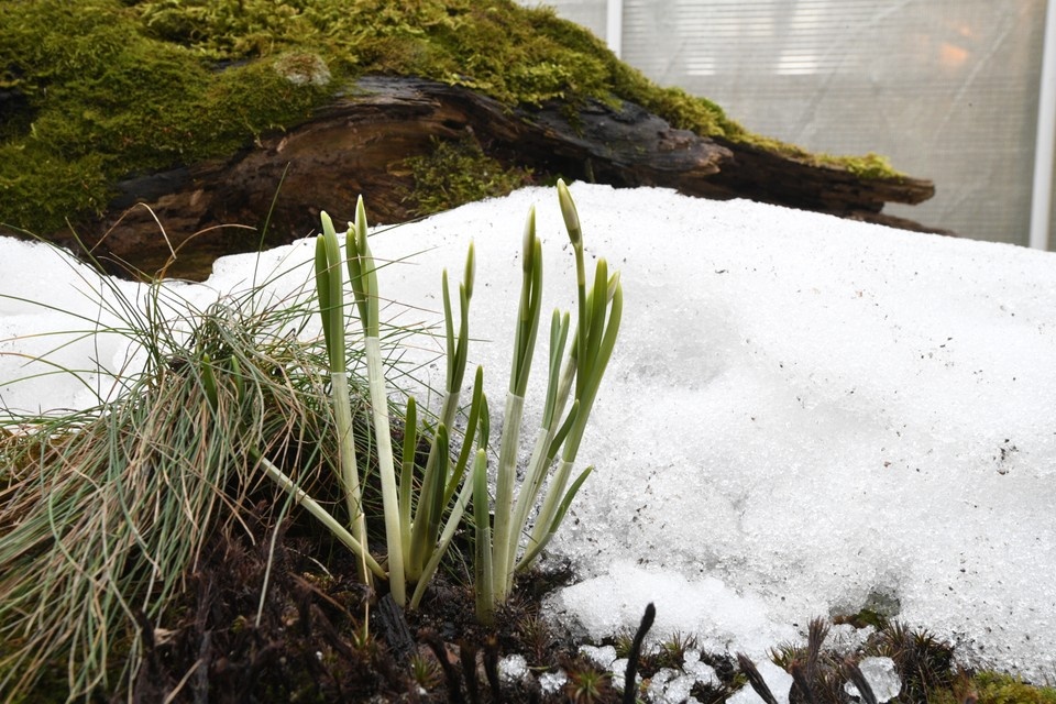    Эксперт рассказал о скором начале весны в столице Михаил ФРОЛОВ