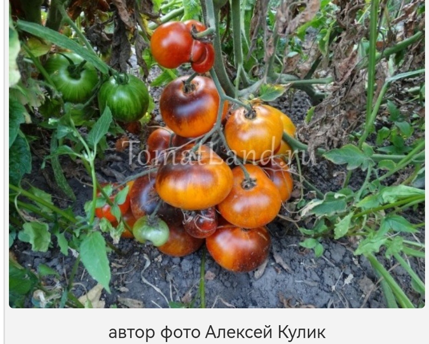 Фото с сайта tomatlаnd.ru
