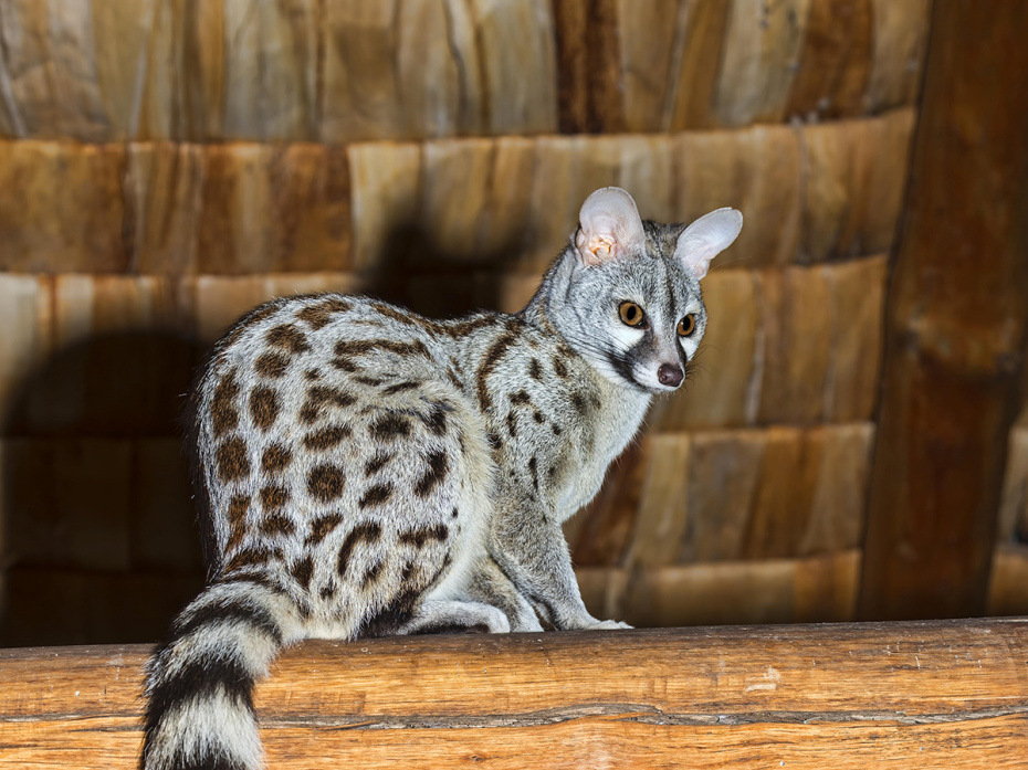    Erich Schmidt/imageBROKER.com/Global Look Press